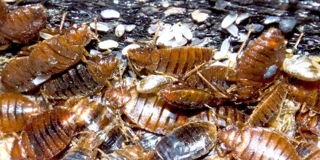 Bed Bug Aggregations Exposed